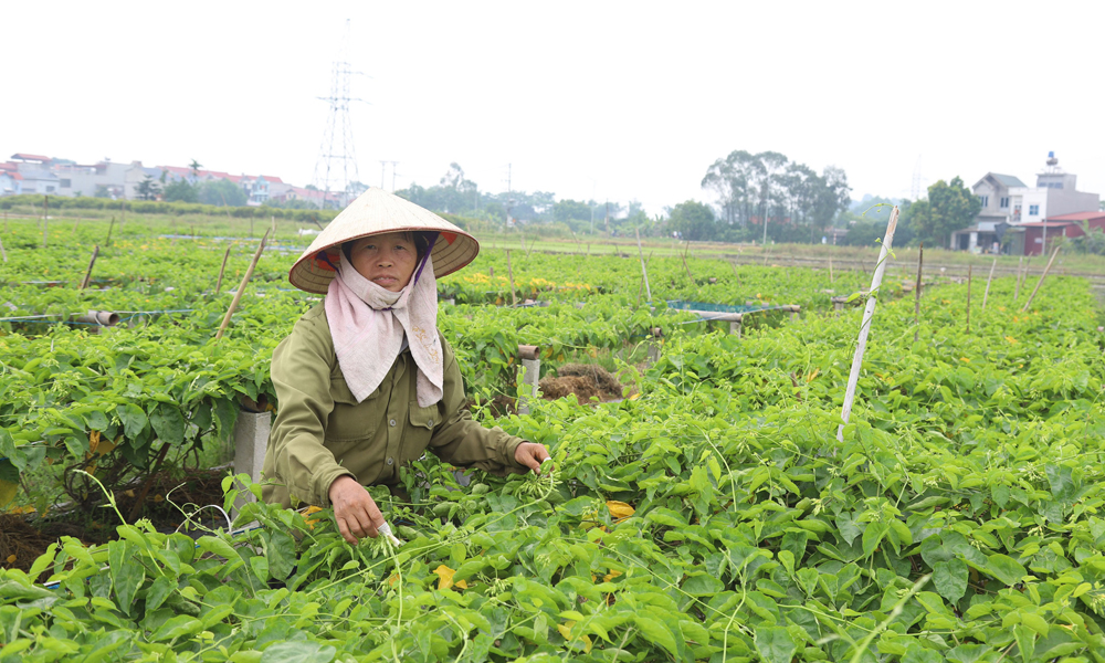 Trồng thiên lý cho hiệu quả cao